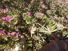 Indigofera brachystachya