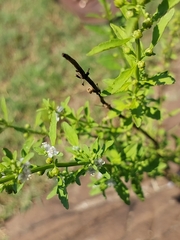 Scoparia dulcis