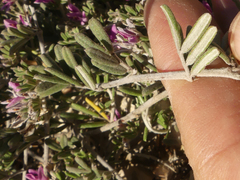 Indigofera brachystachya