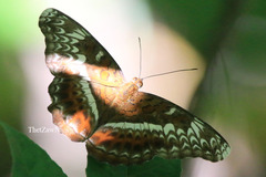 Lebadea martha martha