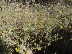 Centromadia parryi australis