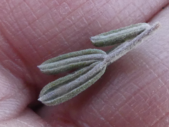 Indigofera brachystachya