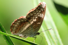 Lebadea martha martha