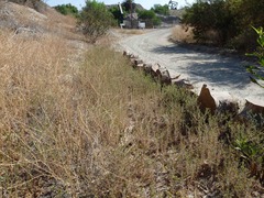 Centromadia parryi australis