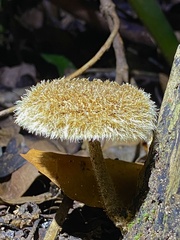 Lentinus crinitus