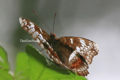 Lebadea martha martha