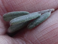 Indigofera brachystachya