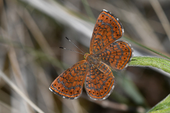 Calephelis arizonensis
