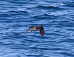 Ptychoramphus aleuticus