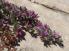 Indigofera brachystachya