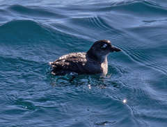Ptychoramphus aleuticus