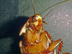 Drymaplaneta semivitta