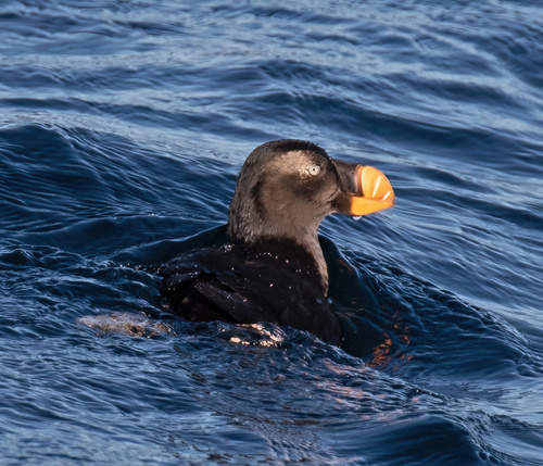 Tufted Puffin
