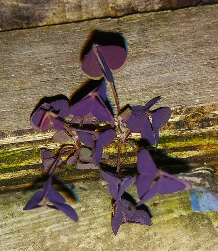 Oxalis triangularis