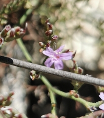 Limonium scabrum