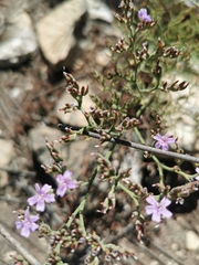 Limonium scabrum