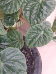 Peperomia caperata