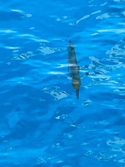 Tylosurus crocodilus