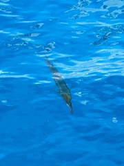 Tylosurus crocodilus