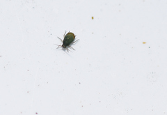 Rhopalosiphum padi