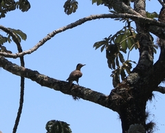 Colaptes campestris campestroides
