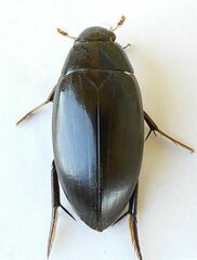 Hydrophilus triangularis