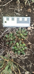 Mammillaria paulii