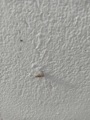 Cochlicella