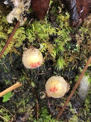 Calostoma ravenelii