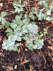 Erysiphe aquilegiae