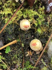 Calostoma ravenelii