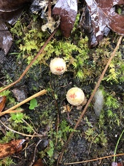 Calostoma ravenelii