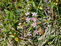 Oxypetalum solanoides