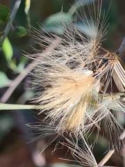 Porophyllum ruderale
