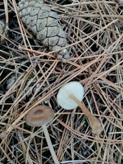 Strobilurus stephanocystis