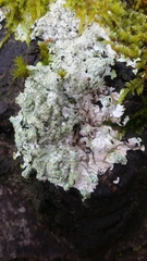 Punctelia jeckeri