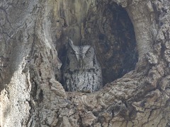 Megascops asio mccallii