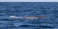 Balaenoptera musculus