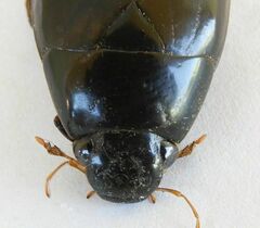 Hydrophilus triangularis