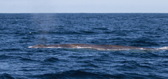 Balaenoptera musculus
