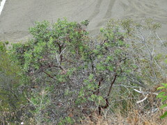 Arctostaphylos glandulosa