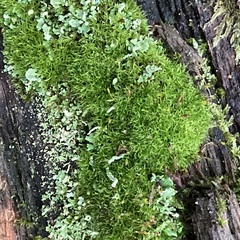Cladonia digitata