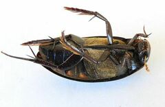 Hydrophilus triangularis