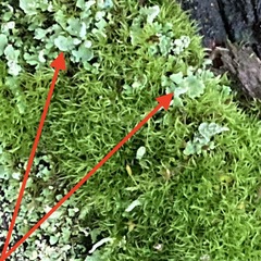Cladonia digitata