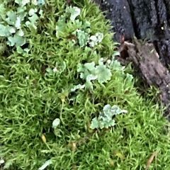 Cladonia digitata