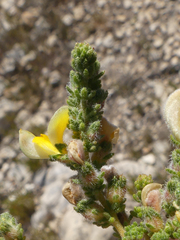 Aspalathus cymbiformis