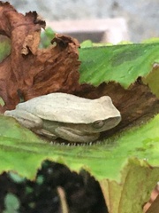 Dendropsophus microcephalus