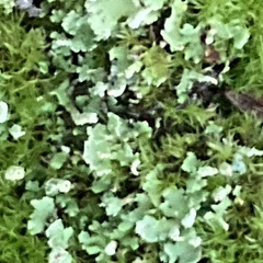 Cladonia digitata