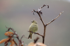 Sporophila nigricollis