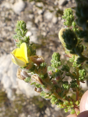 Aspalathus cymbiformis